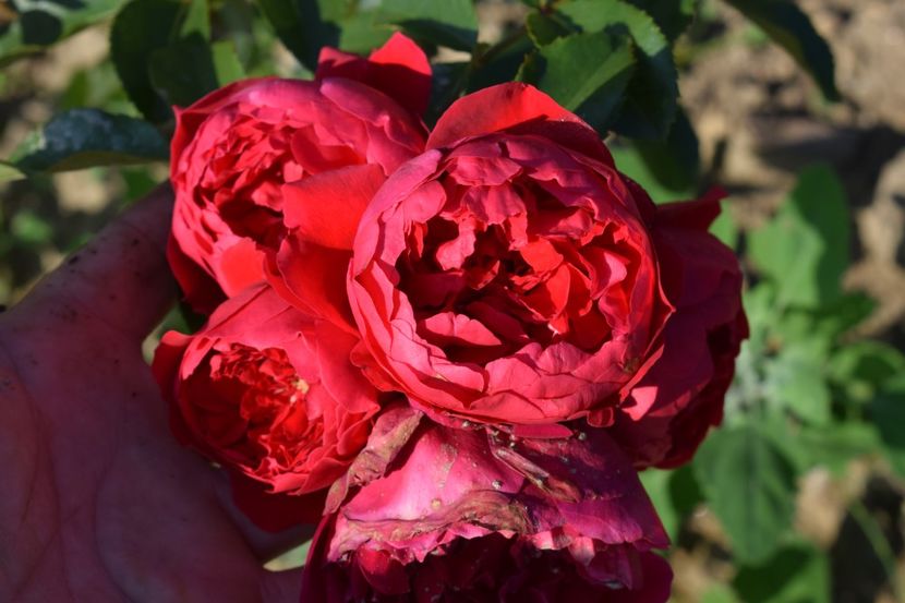  - TRANDAFIRI VARA 2018 V