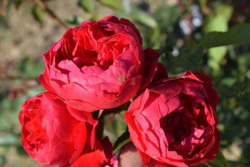  - TRANDAFIRI VARA 2018 V