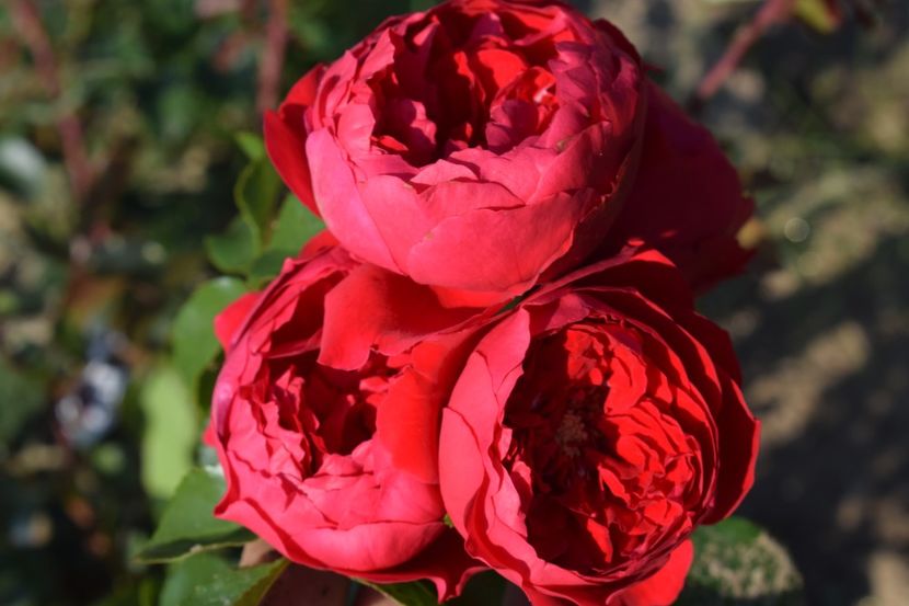  - TRANDAFIRI VARA 2018 V