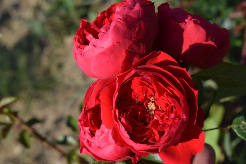  - TRANDAFIRI VARA 2018 V