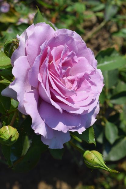  - TRANDAFIRI VARA 2018 V