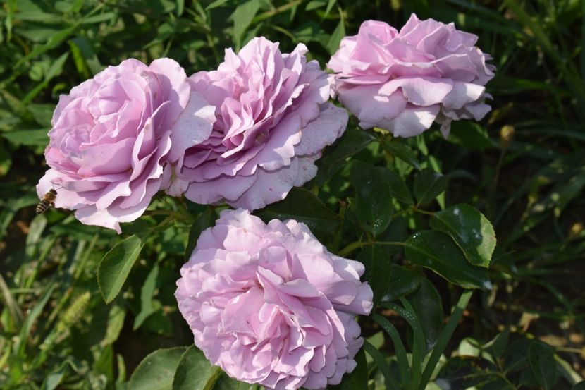  - TRANDAFIRI VARA 2018 V