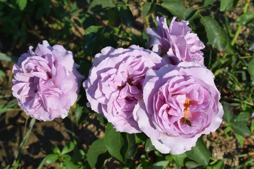  - TRANDAFIRI VARA 2018 V