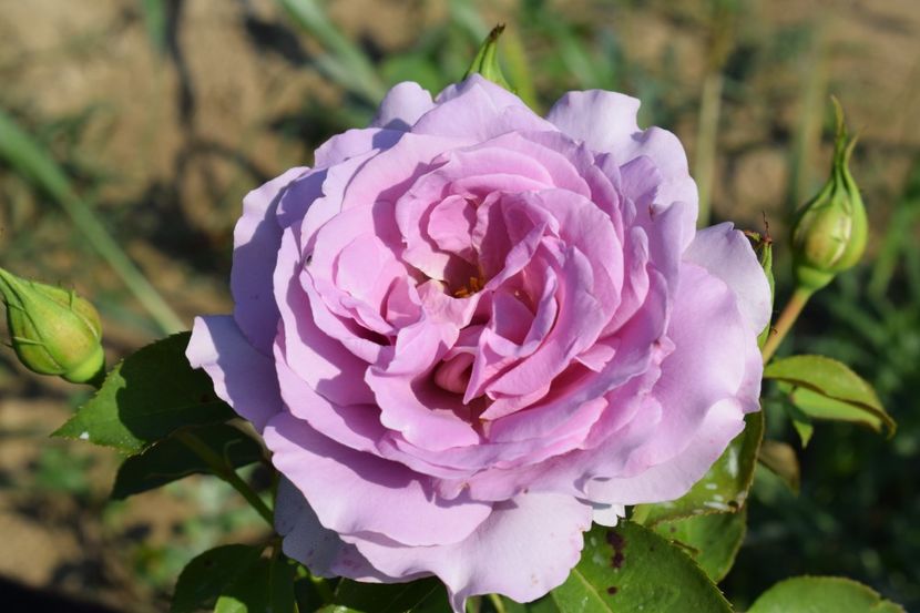  - TRANDAFIRI VARA 2018 V