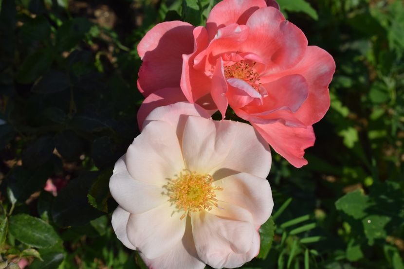  - TRANDAFIRI VARA 2018 V