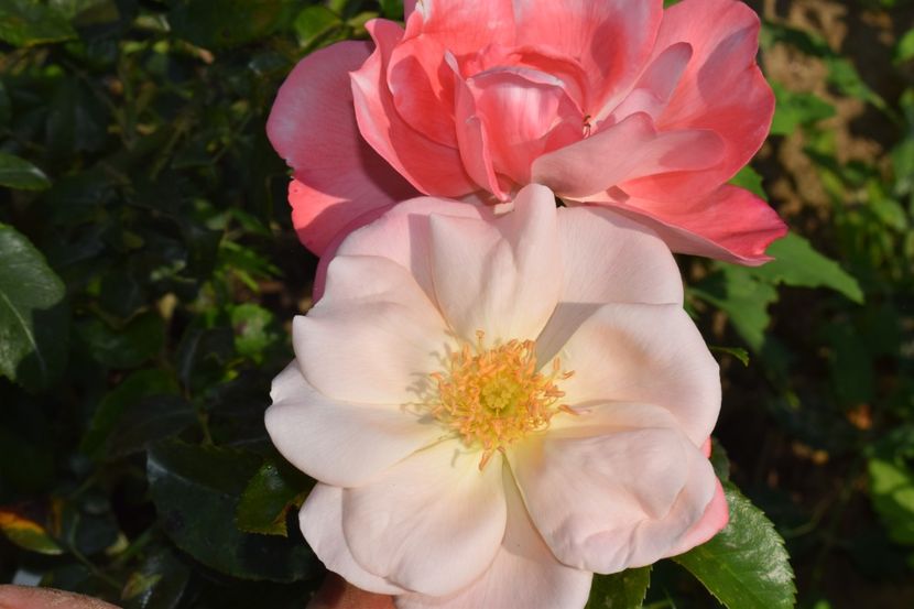  - TRANDAFIRI VARA 2018 V