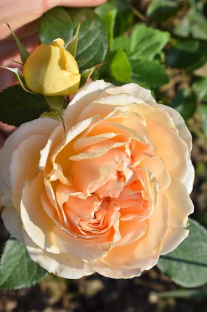  - TRANDAFIRI VARA 2018 V