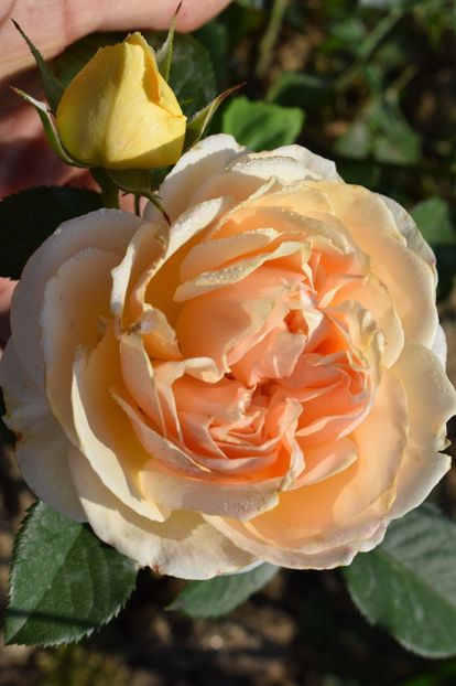  - TRANDAFIRI VARA 2018 V