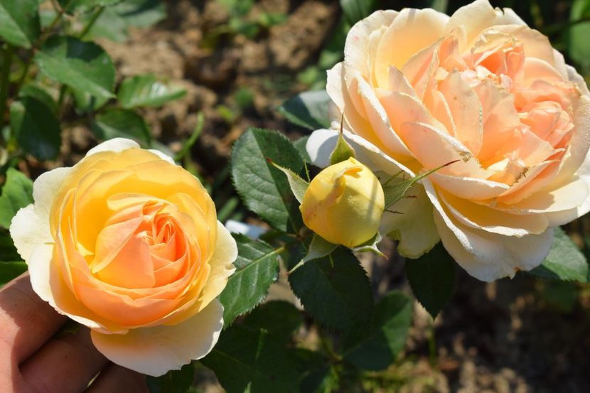  - TRANDAFIRI VARA 2018 V