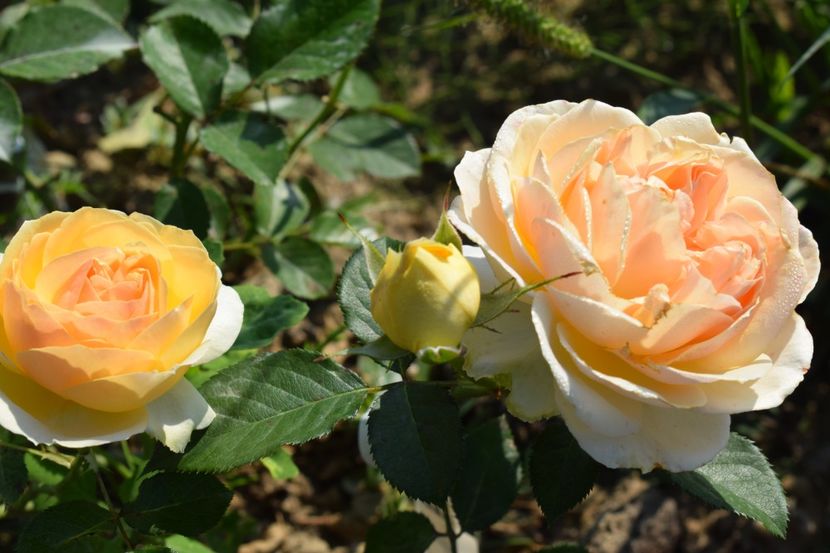  - TRANDAFIRI VARA 2018 V