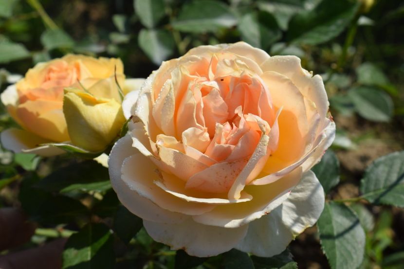  - TRANDAFIRI VARA 2018 V