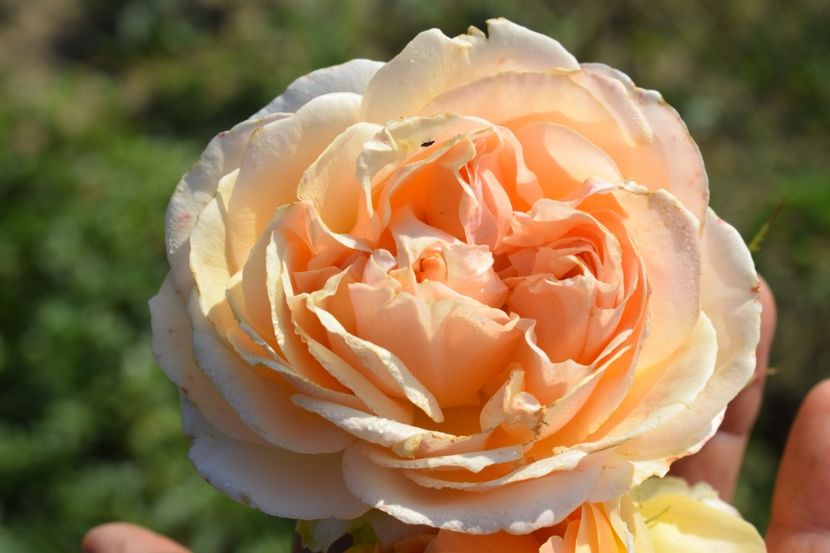  - TRANDAFIRI VARA 2018 V