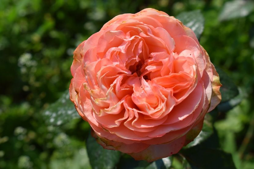  - TRANDAFIRI VARA 2018 V