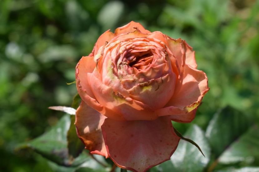  - TRANDAFIRI VARA 2018 V