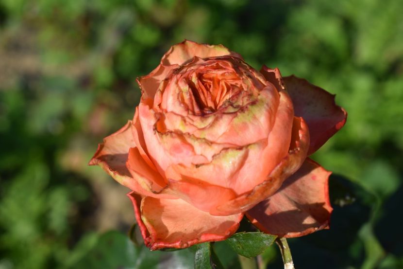  - TRANDAFIRI VARA 2018 V