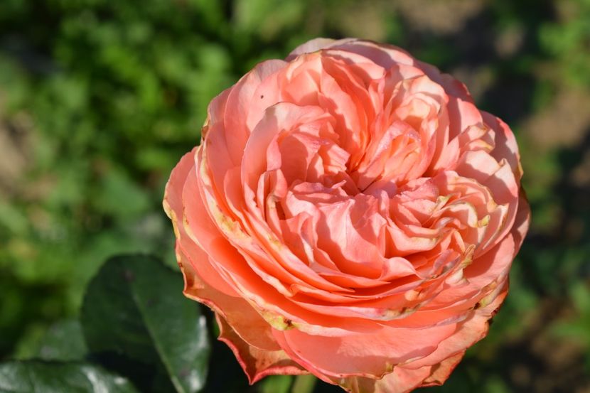  - TRANDAFIRI VARA 2018 V