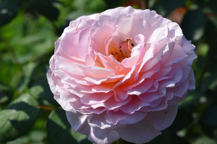  - TRANDAFIRI VARA 2018 V