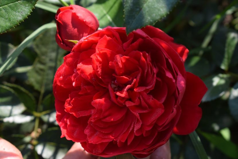  - TRANDAFIRI VARA 2018 V