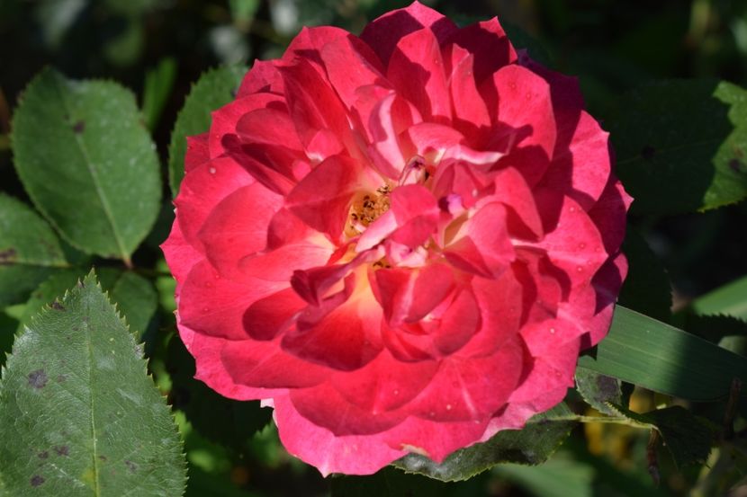  - TRANDAFIRI VARA 2018 V