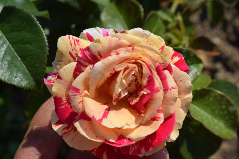  - TRANDAFIRI VARA 2018 V