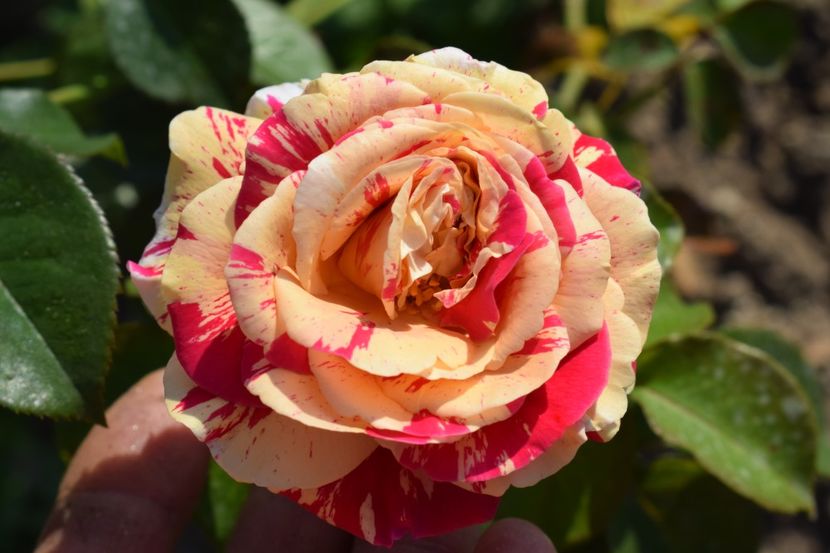  - TRANDAFIRI VARA 2018 V