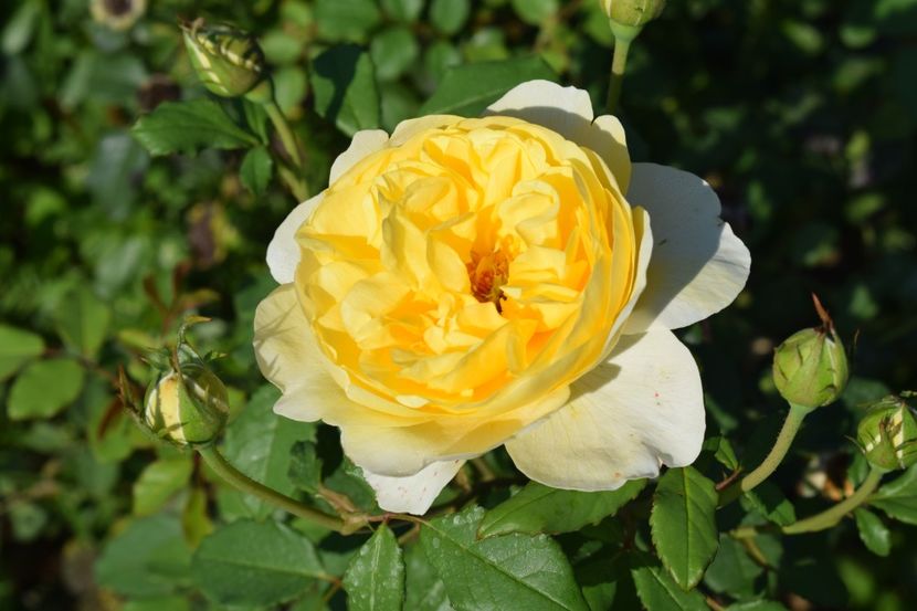  - TRANDAFIRI VARA 2018 V