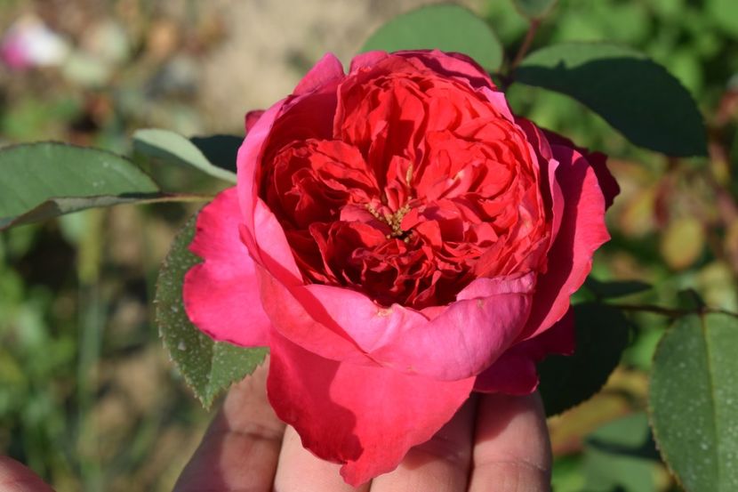  - TRANDAFIRI VARA 2018 V