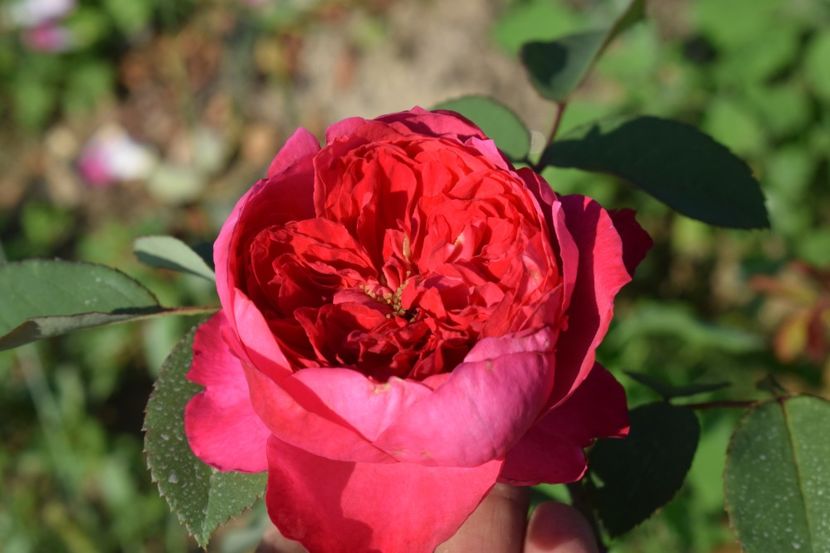  - TRANDAFIRI VARA 2018 V