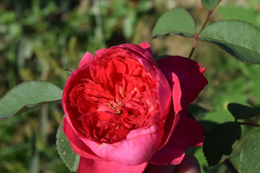  - TRANDAFIRI VARA 2018 V