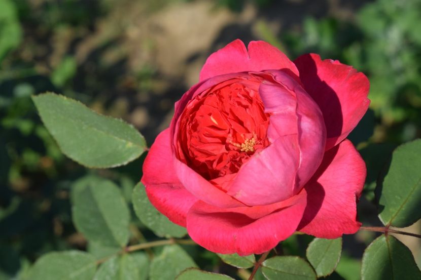  - TRANDAFIRI VARA 2018 V