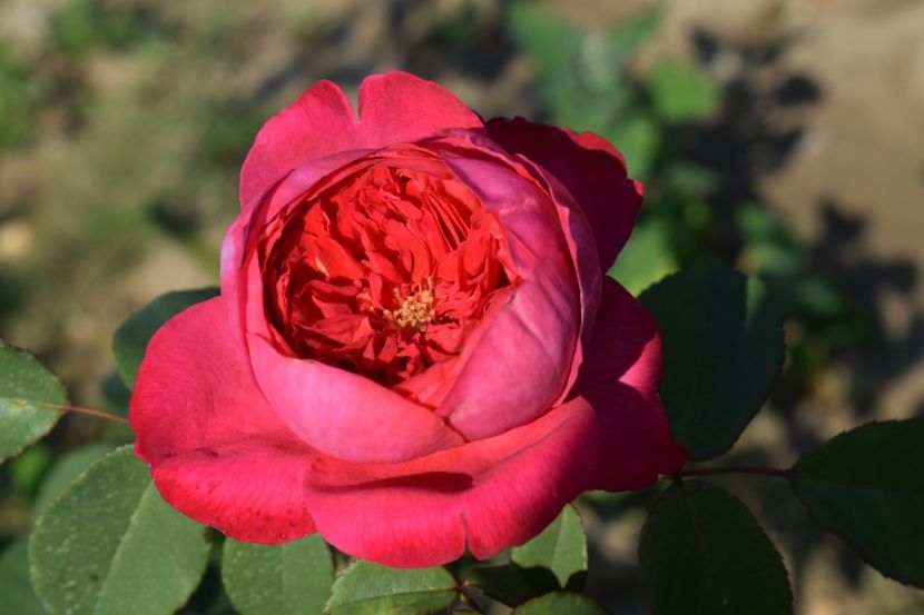  - TRANDAFIRI VARA 2018 V