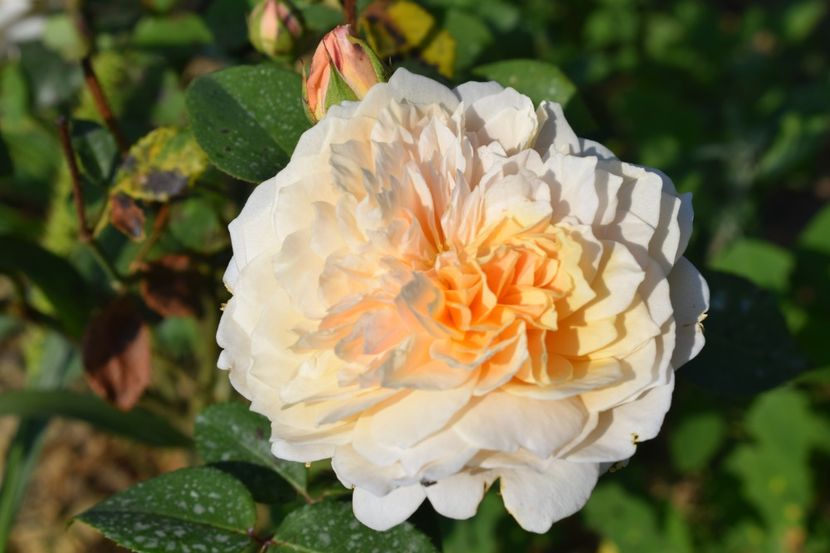  - TRANDAFIRI VARA 2018 V