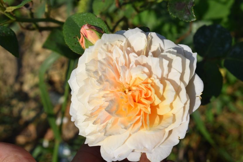  - TRANDAFIRI VARA 2018 V