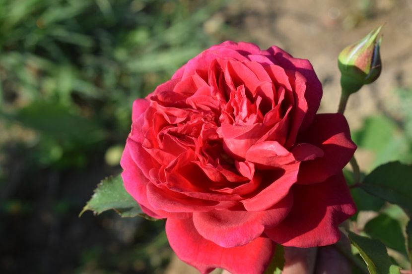  - TRANDAFIRI VARA 2018 V