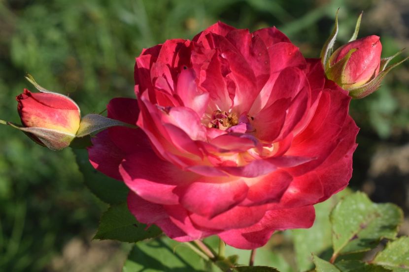  - TRANDAFIRI VARA 2018 V