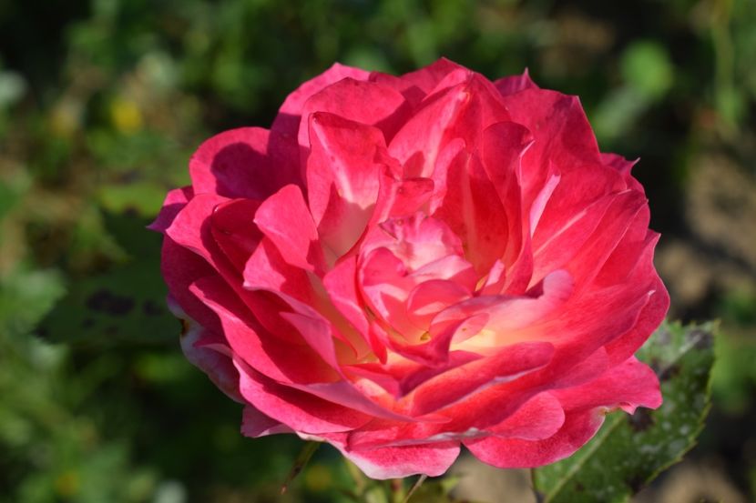  - TRANDAFIRI VARA 2018 V