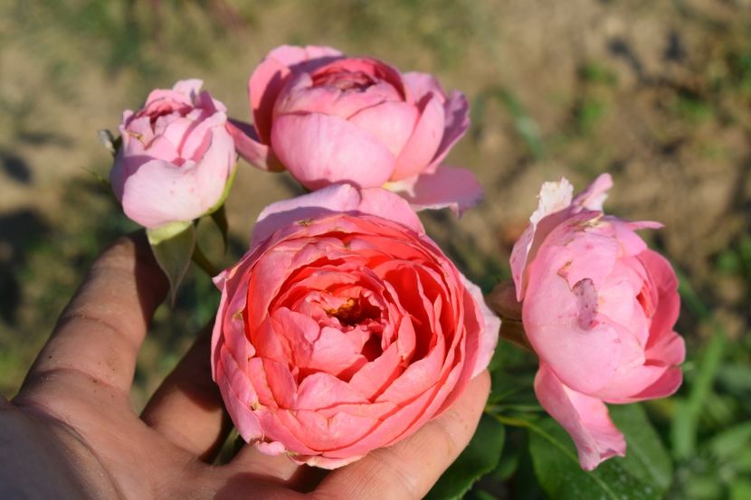  - TRANDAFIRI VARA 2018 V