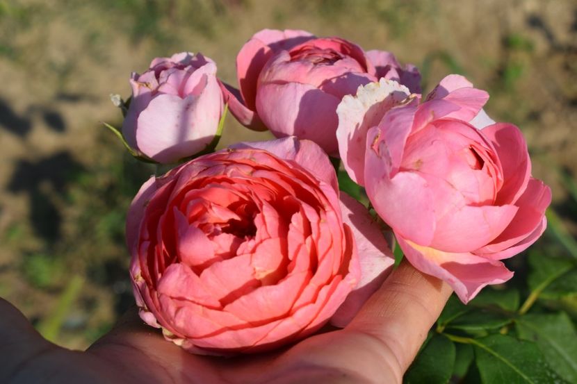  - TRANDAFIRI VARA 2018 V