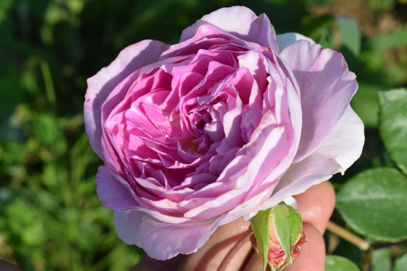  - TRANDAFIRI VARA 2018 V