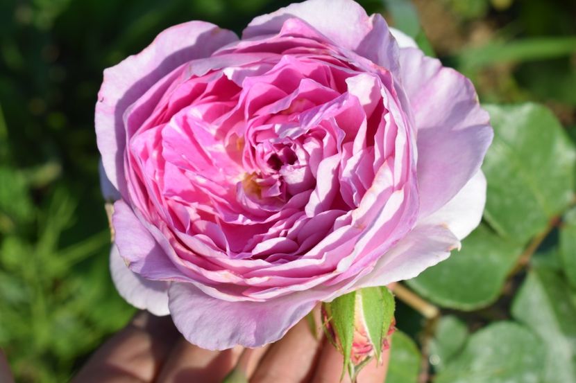  - TRANDAFIRI VARA 2018 V