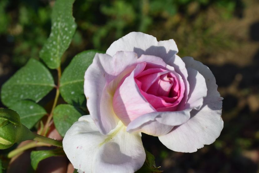  - TRANDAFIRI VARA 2018 V