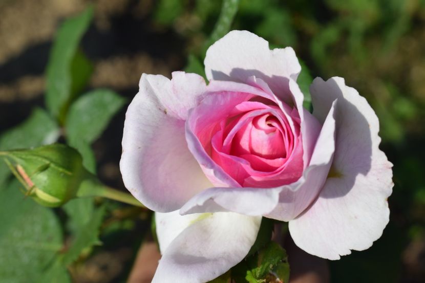  - TRANDAFIRI VARA 2018 V