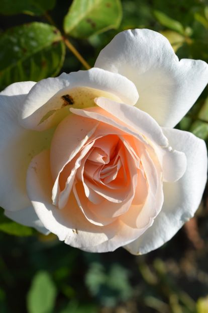  - TRANDAFIRI VARA 2018 V