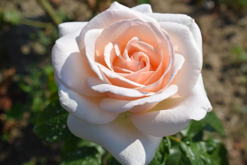  - TRANDAFIRI VARA 2018 V