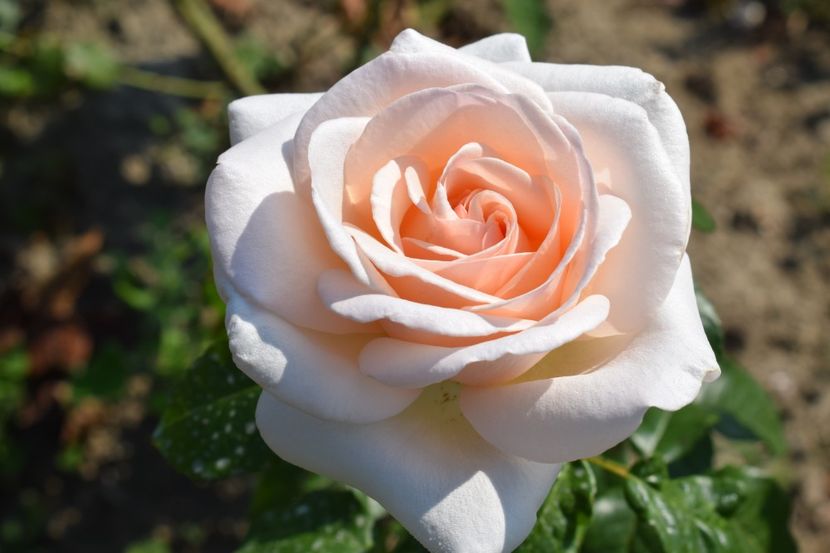  - TRANDAFIRI VARA 2018 V