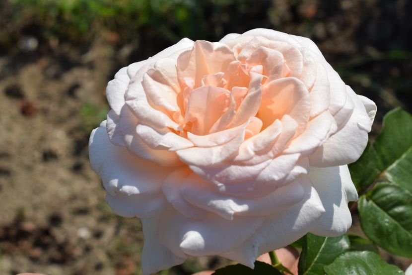  - TRANDAFIRI VARA 2018 V