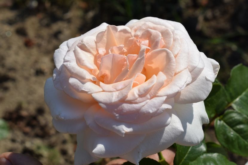  - TRANDAFIRI VARA 2018 V