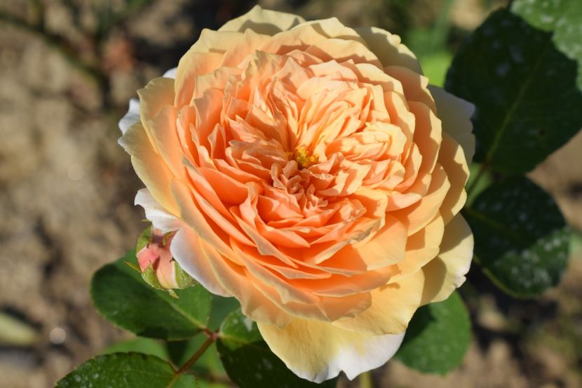  - TRANDAFIRI VARA 2018 V