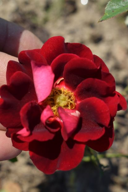  - TRANDAFIRI VARA 2018 V