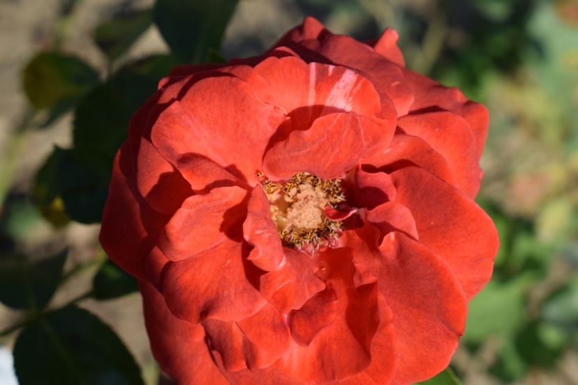  - TRANDAFIRI VARA 2018 V